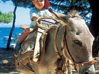 Visit Korcula Island and take a ride on a donkey